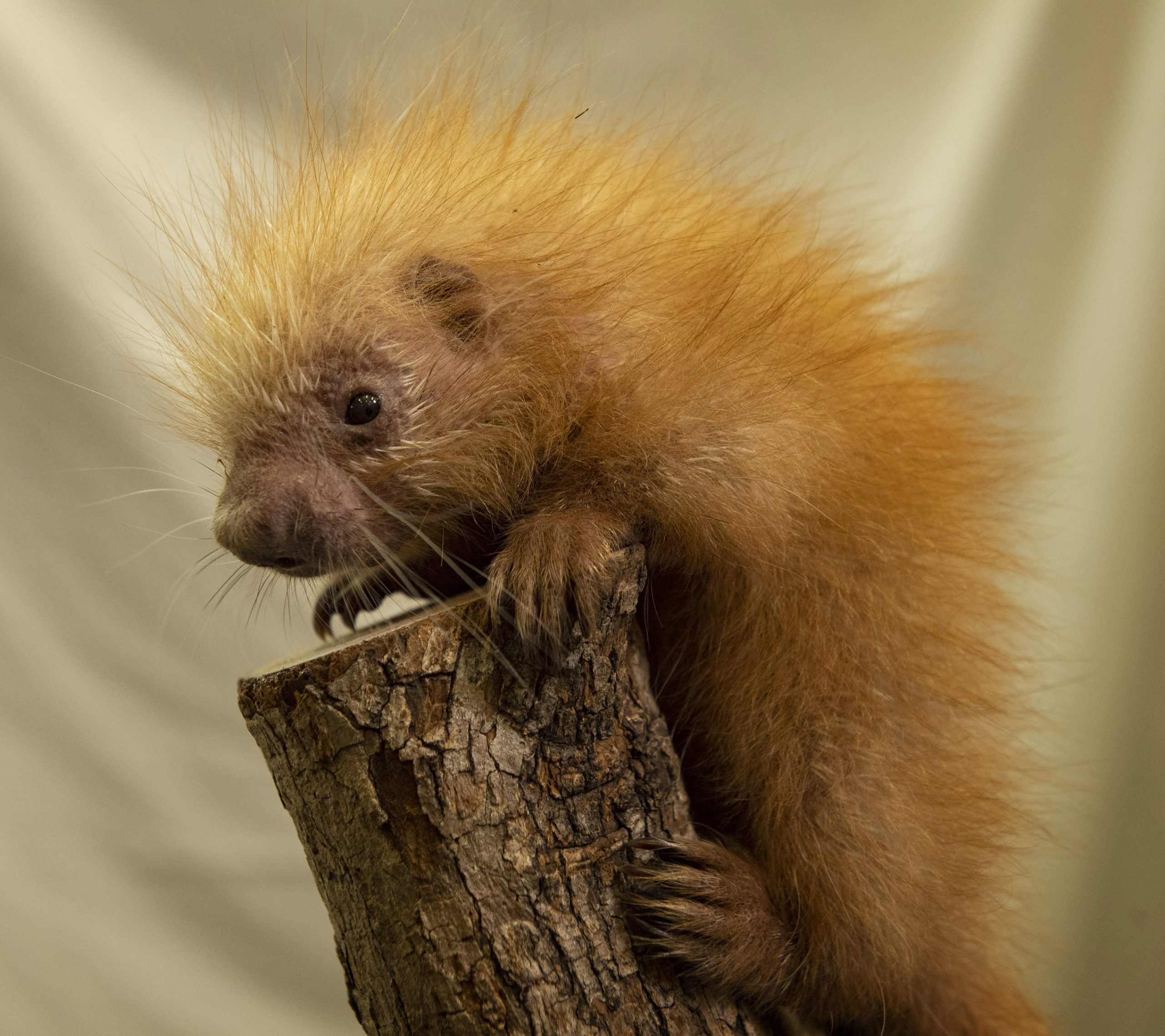 Porcupine and Zebra Foal born at Disney's Animal Kingdom