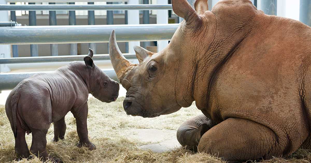 White Rhino Birth At Disney's Animal Kingdom