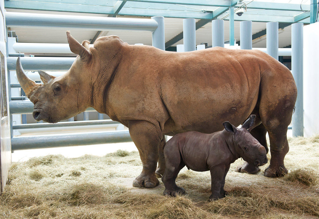 White Rhino birth at Disney's Animal Kingdom Photo 2 of 4