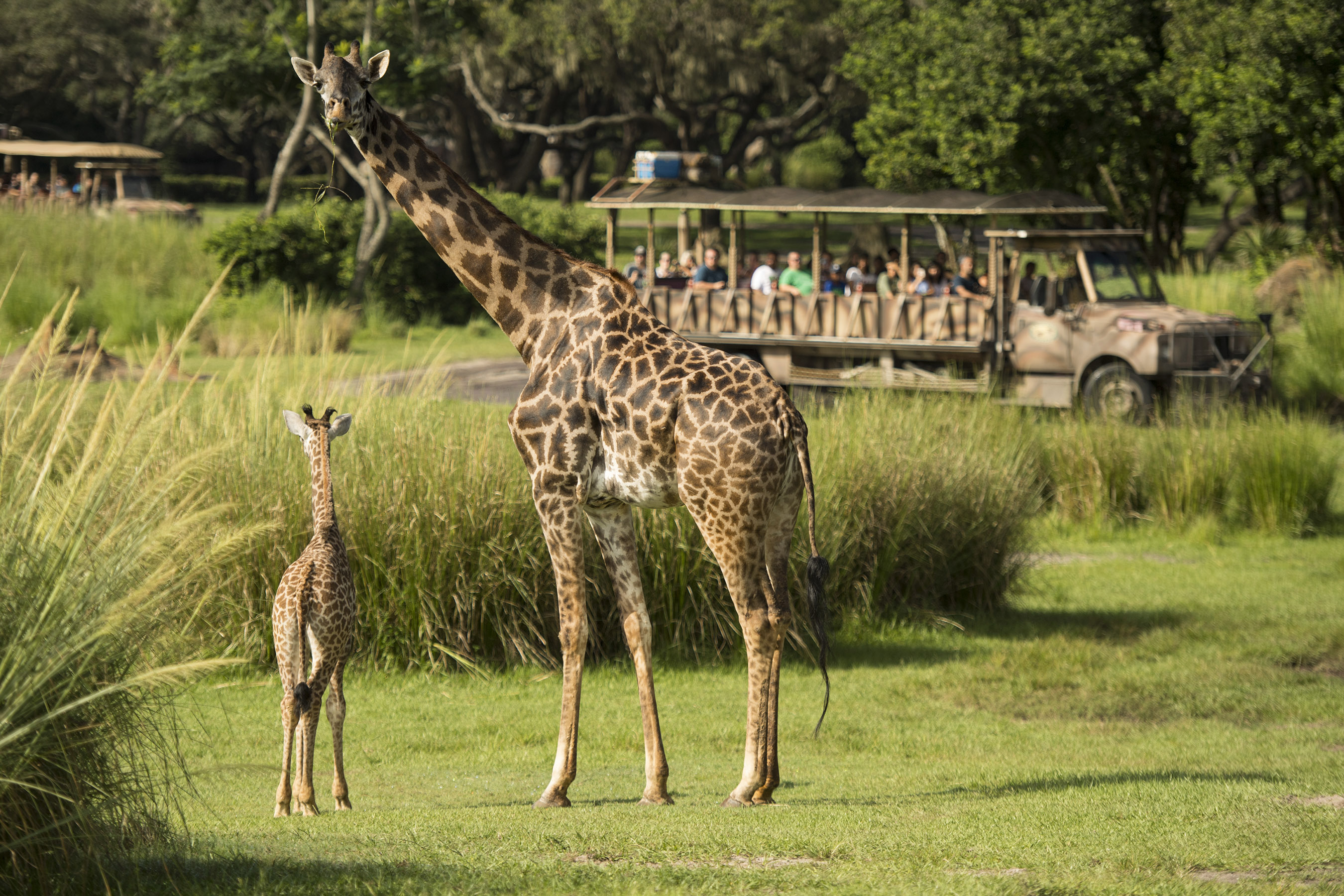 Aella the Masai giraffe calf