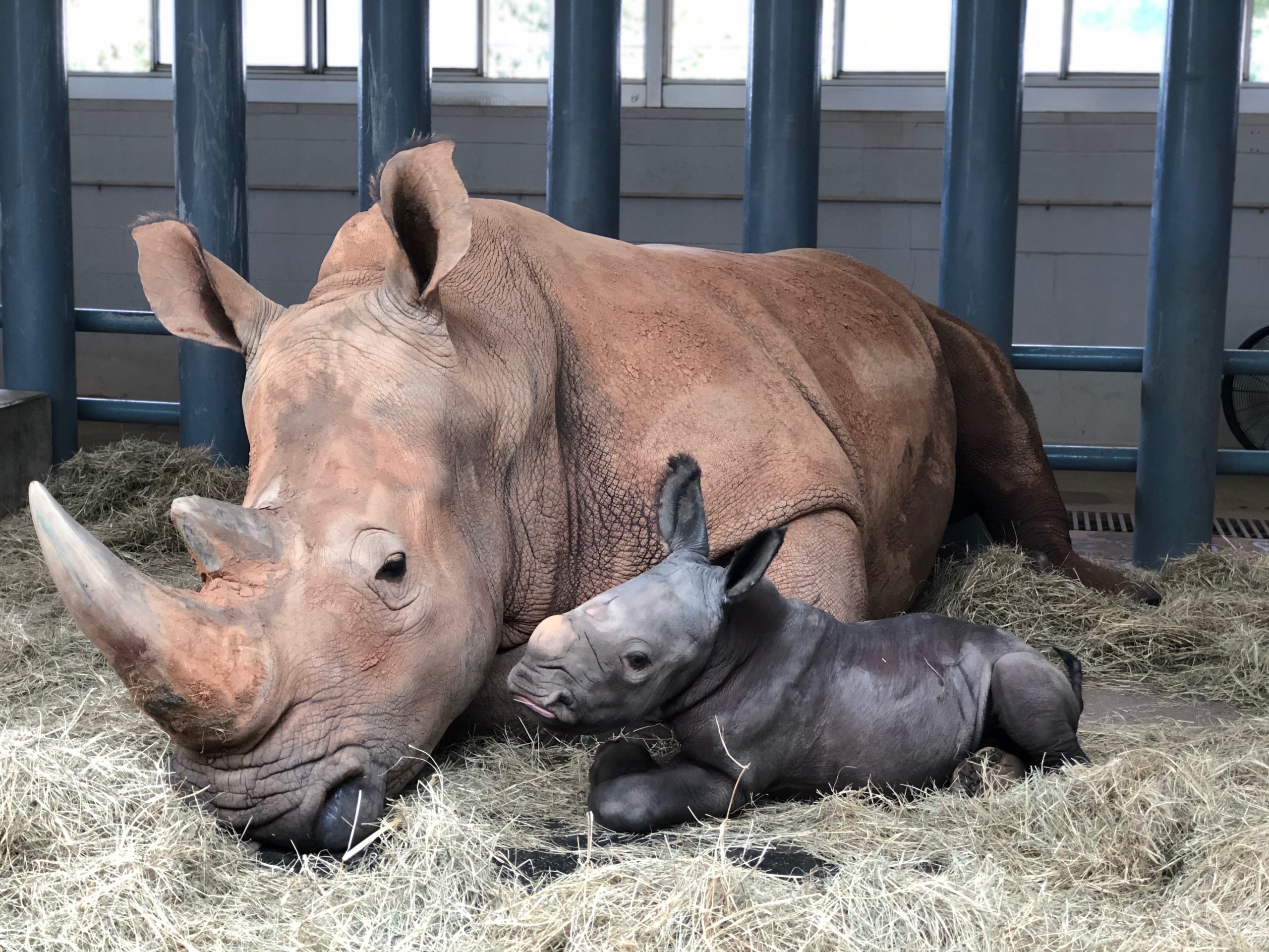Endangered White Rhino born at Disney’s Animal Kingdom