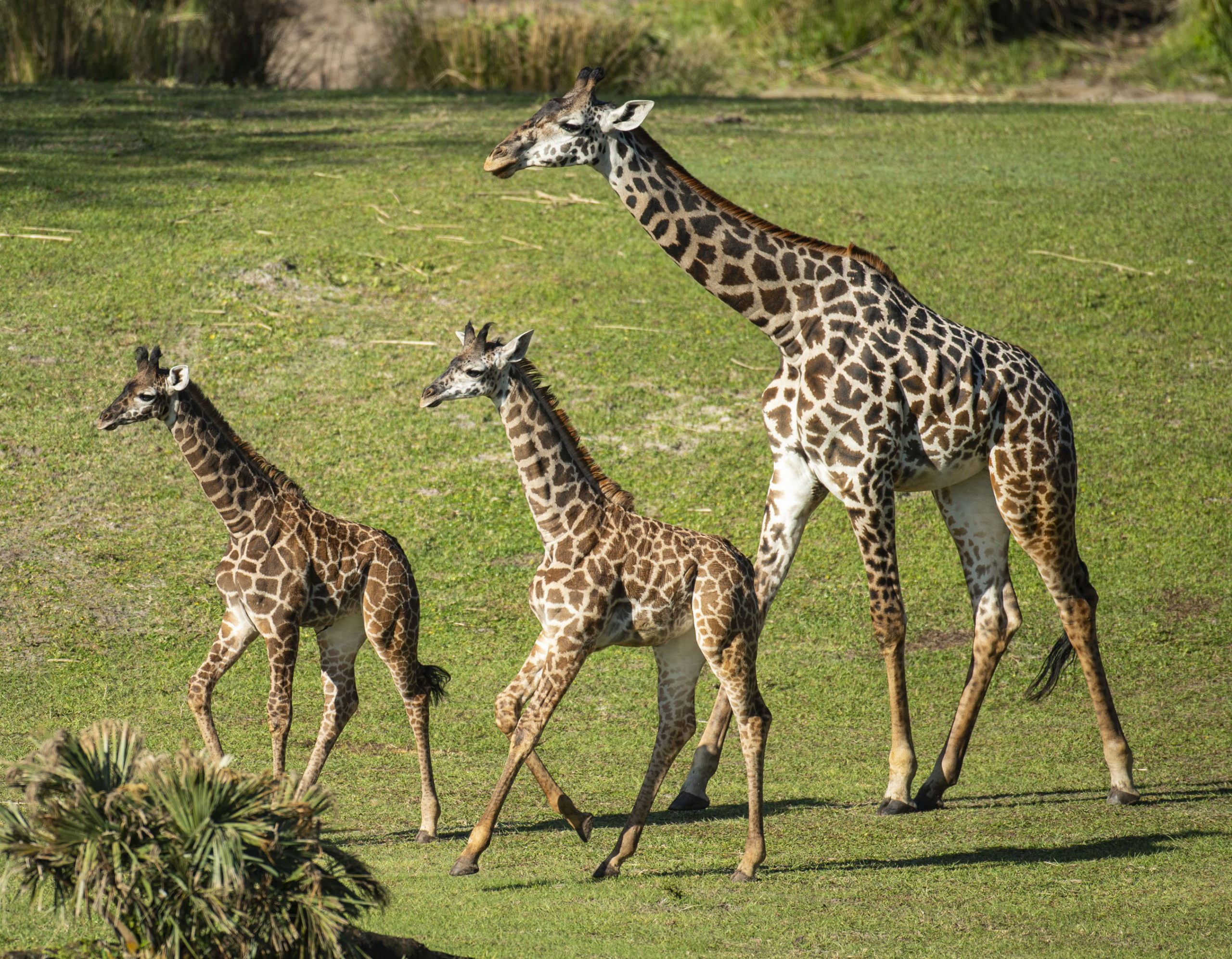 Two Masai giraffe calves join the herd at Kilimanjaro Safaris