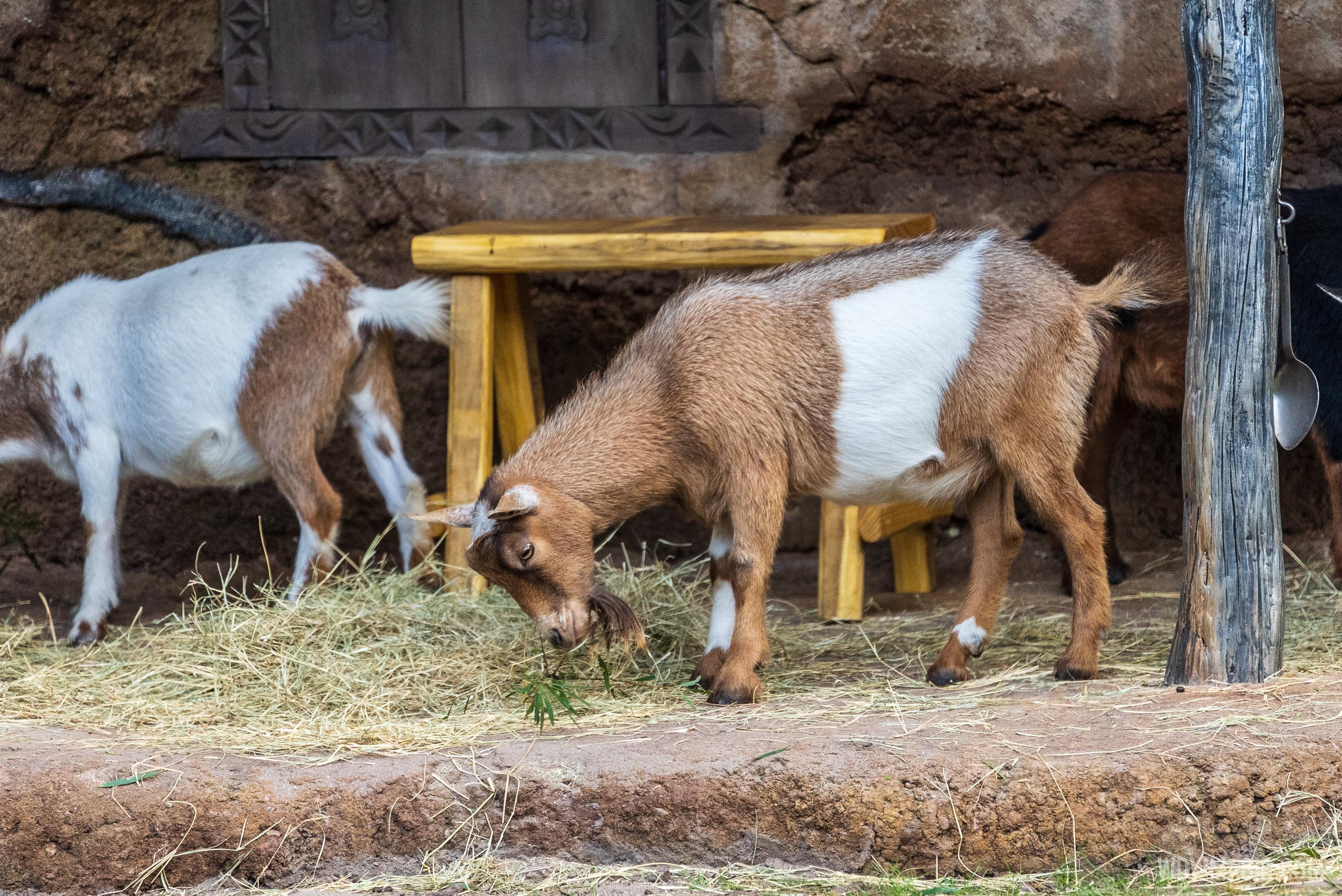 Nigerian Dwarf Goats join the new Warden Post scene at Kilimanjaro Safaris