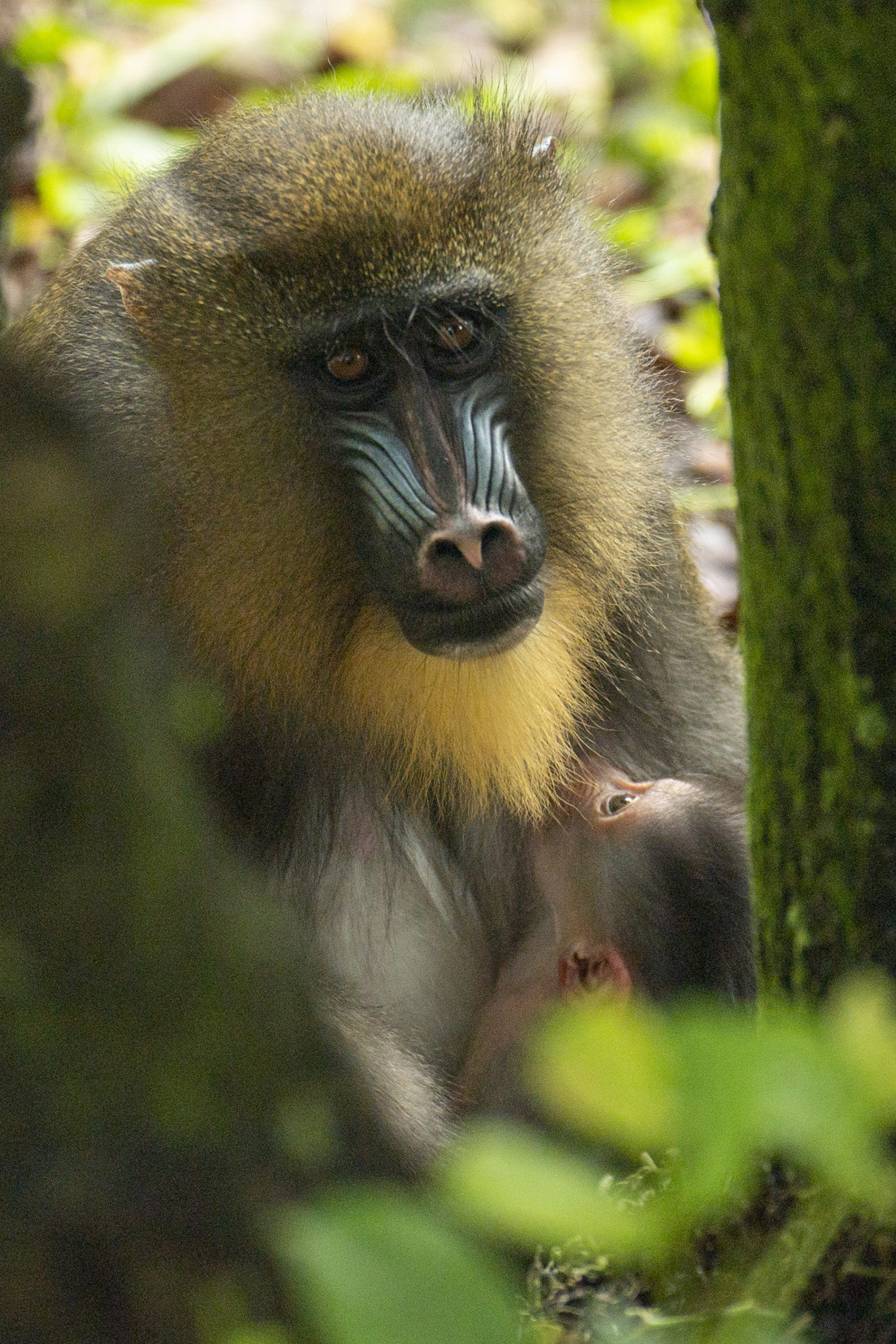 Baby Mandrill born at Disney's Animal Kingdom - April 2021