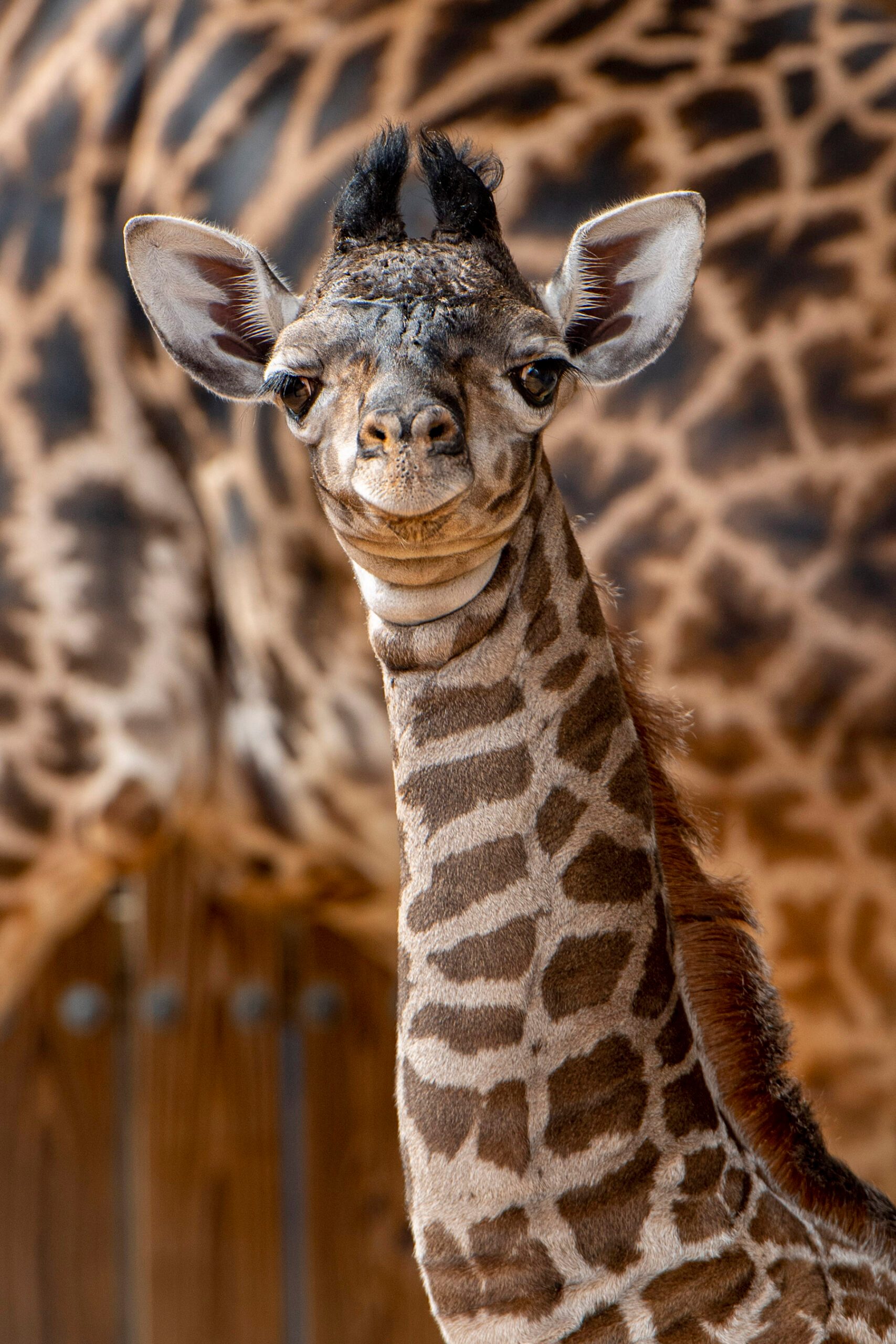 Disney's Animal Kingdom breeding program success continues with a third  giraffe birth at the park in the past year