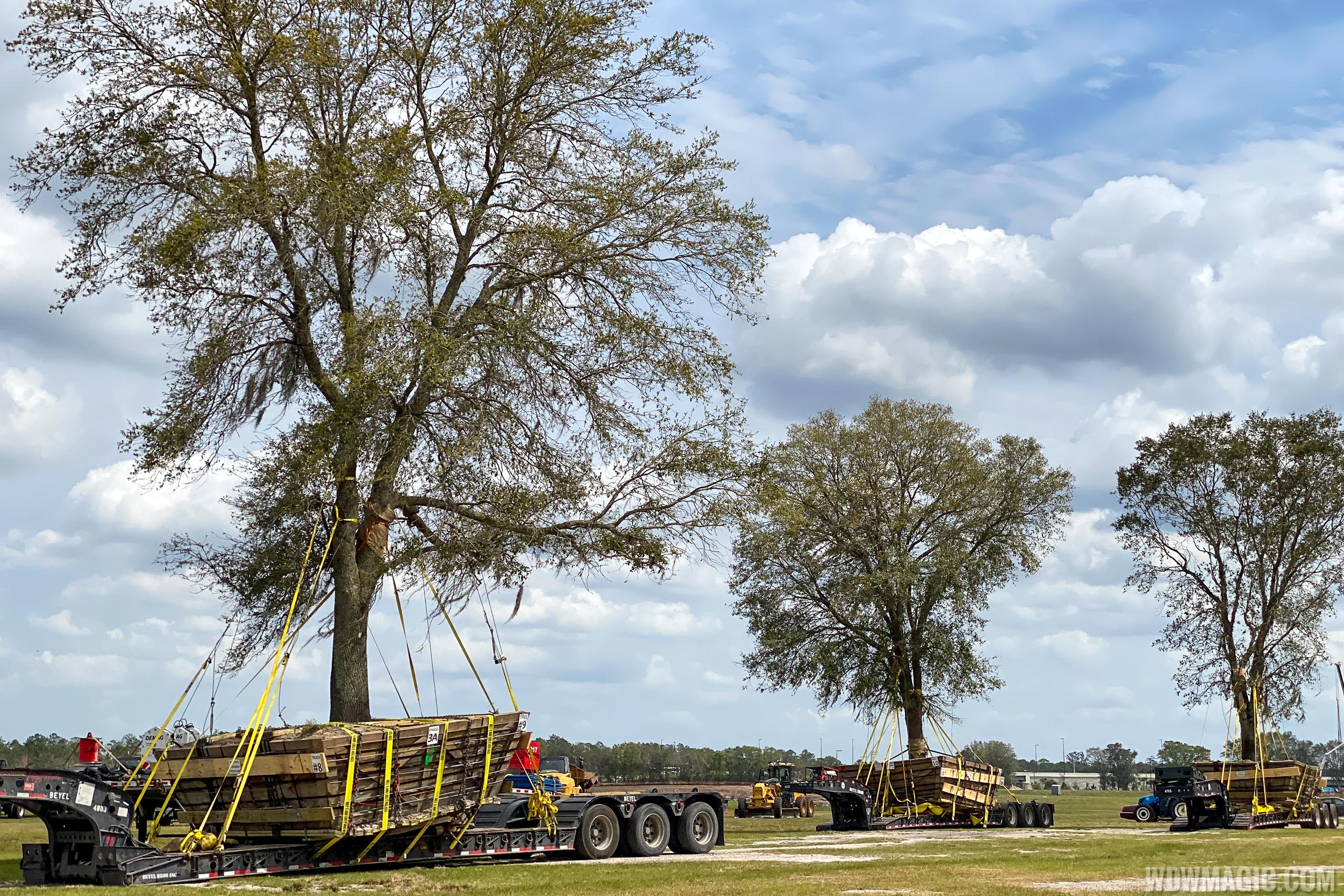 PHOTOS Large mature Oak Trees being transplanted around property from