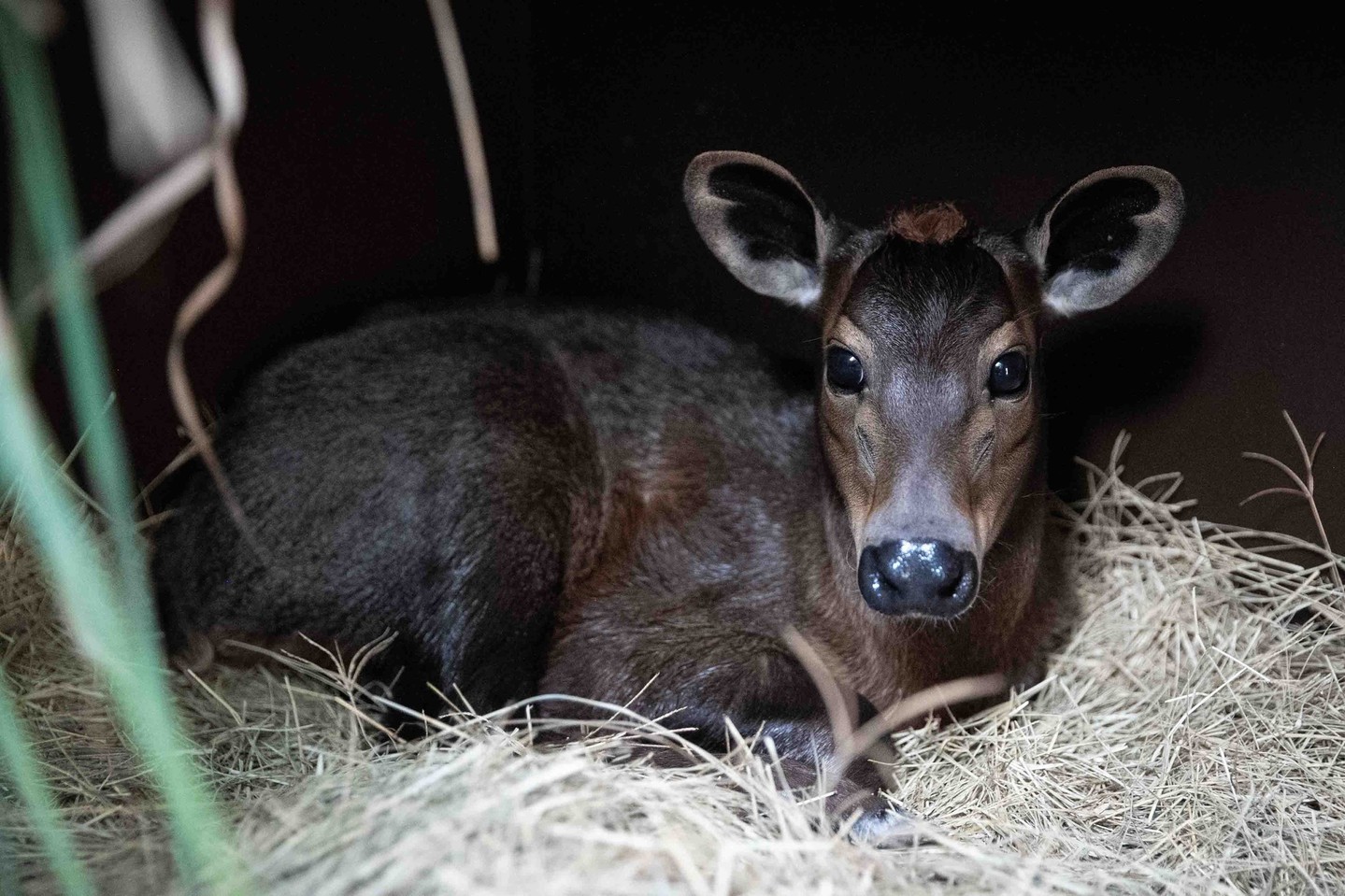 Baby animal news from Disney's Animal Kingdom - a Yellow-backed duiker ...