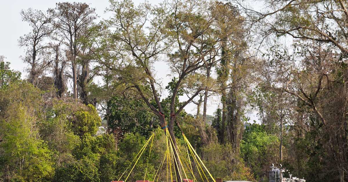 Oak Trees Being Relocated from Villains Land Construction Site