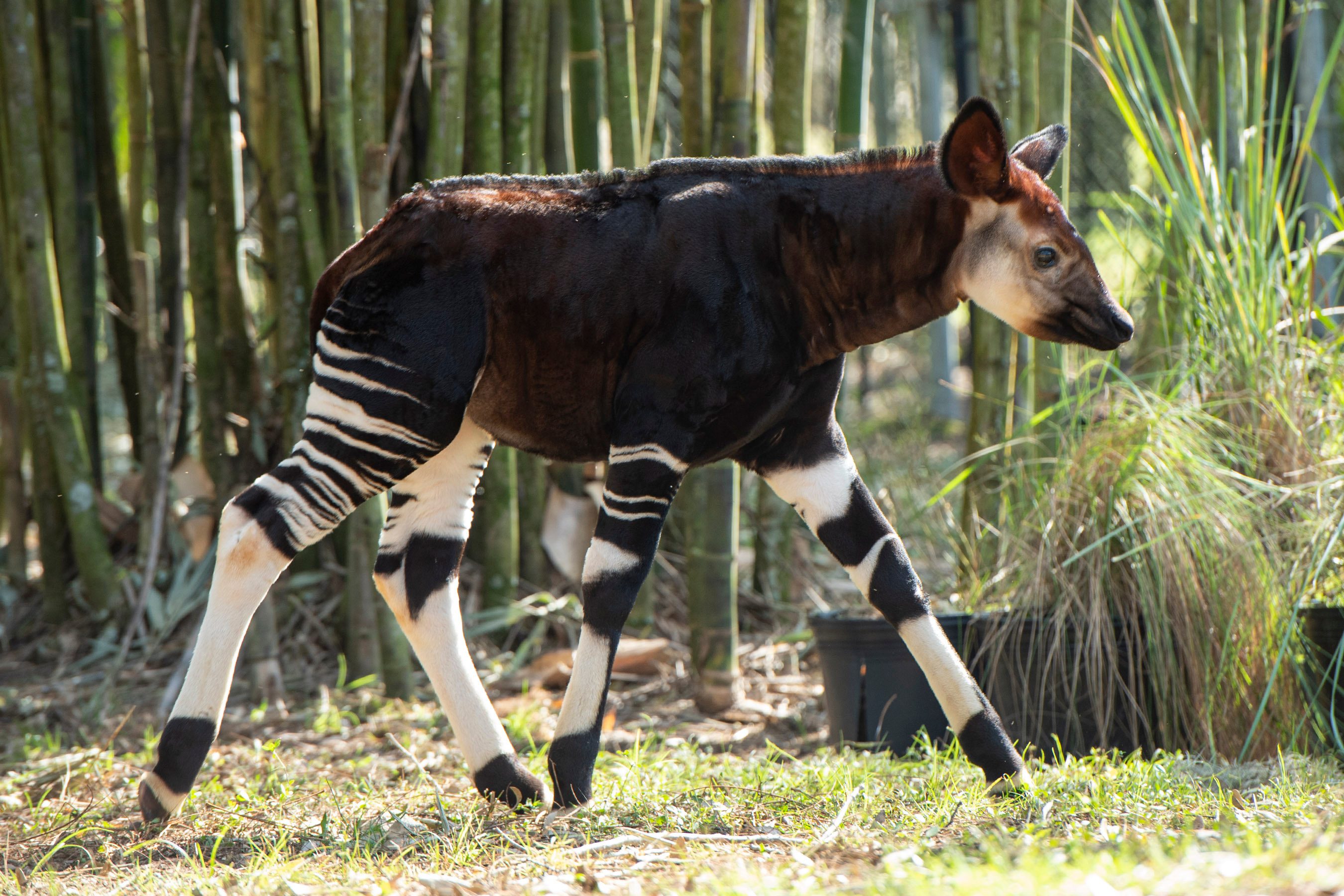 Rare, Endangered Okapi Calf Born at Disney's Animal Kingdom Lodge