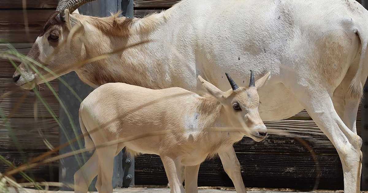 Julien, a baby addax, born at Animal Kingdom Lodge