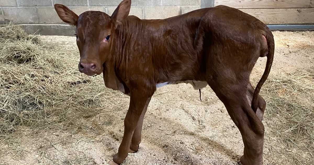 Winnie and Her Newborn Calf at Disney's Animal Kingdom Lodge