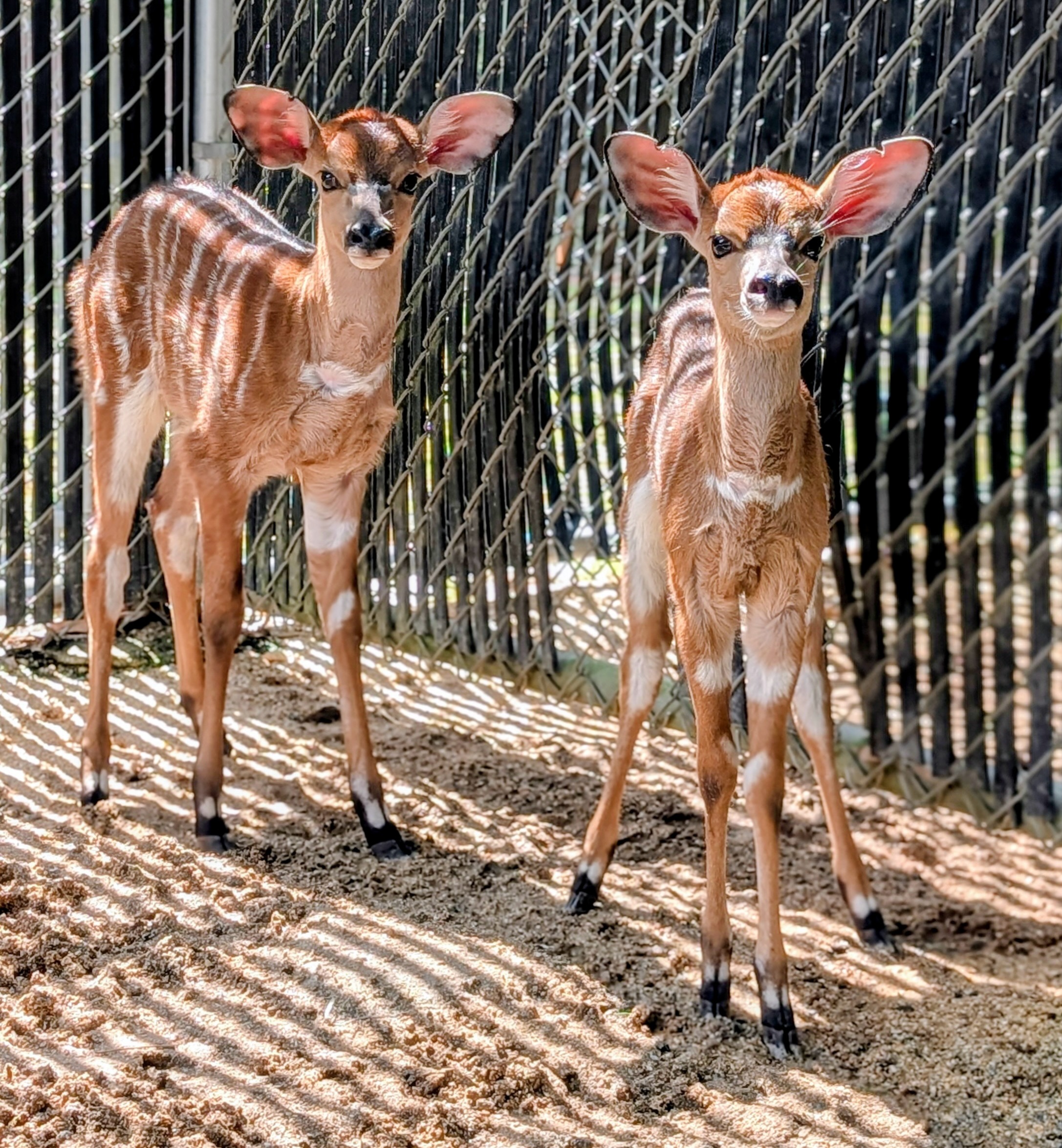 Three New Arrivals: Nyala Calves at Animal Kingdom Lodge - Photo 3 of 4