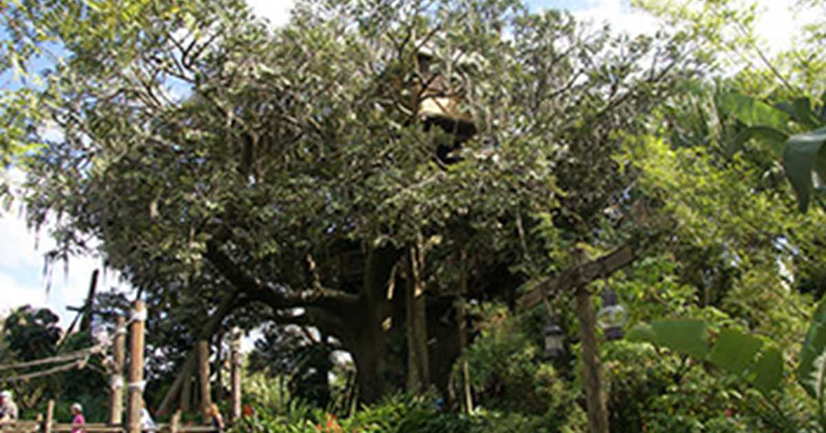 Swiss Family Treehouse Reviews